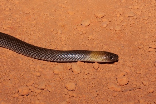 Furina tristis (Günther, 1858)