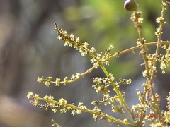 Lannea coromandelica