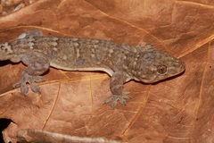 Gehyra