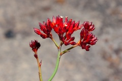 Haemodorum coccineum