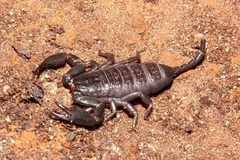 Hormurus