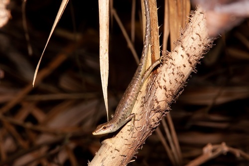 Shrub Whiptail-skink