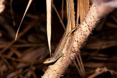 Emoia longicauda