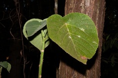 Dendrocnide moroides