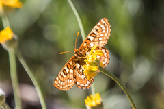 Euphydryas editha augustina