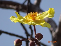 Cochlospermum religiosum