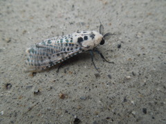 Zeuzera multistrigata