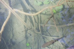 Blackmast photo 3