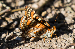 Euphydryas editha augustina
