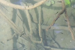 Blackmast photo 4