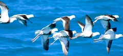 Cladorhynchus leucocephalus