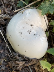 Calvatia gigantea
