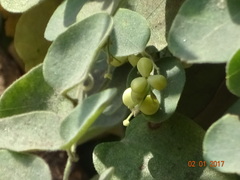 Cocculus hirsutus
