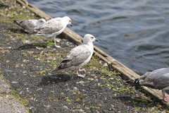 Larus argentatus