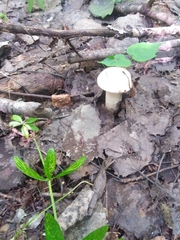 Leccinum percandidum