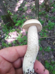 Leccinum percandidum