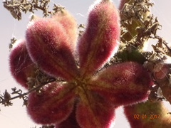 Sterculia urens