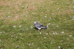 Columba livia domestica