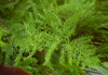 Common Asparagus Fern - Photo (c) Ram-Man, some rights reserved (CC BY-SA)