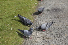 Columba livia domestica