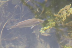 Hephaestus fuliginosus