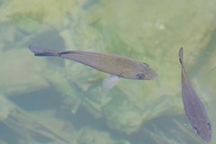 Hephaestus fuliginosus