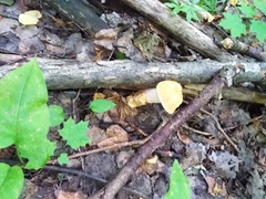 Leccinum albostipitatum
