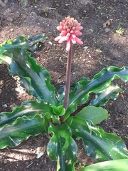 Veltheimia bracteata