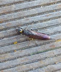Xiphydriidae
