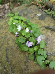 Cymbalaria muralis