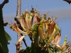 Dendrophthoe falcata