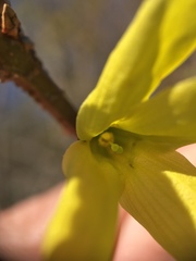 Forsythia europaea