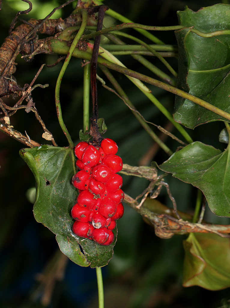 Cercestis congensis