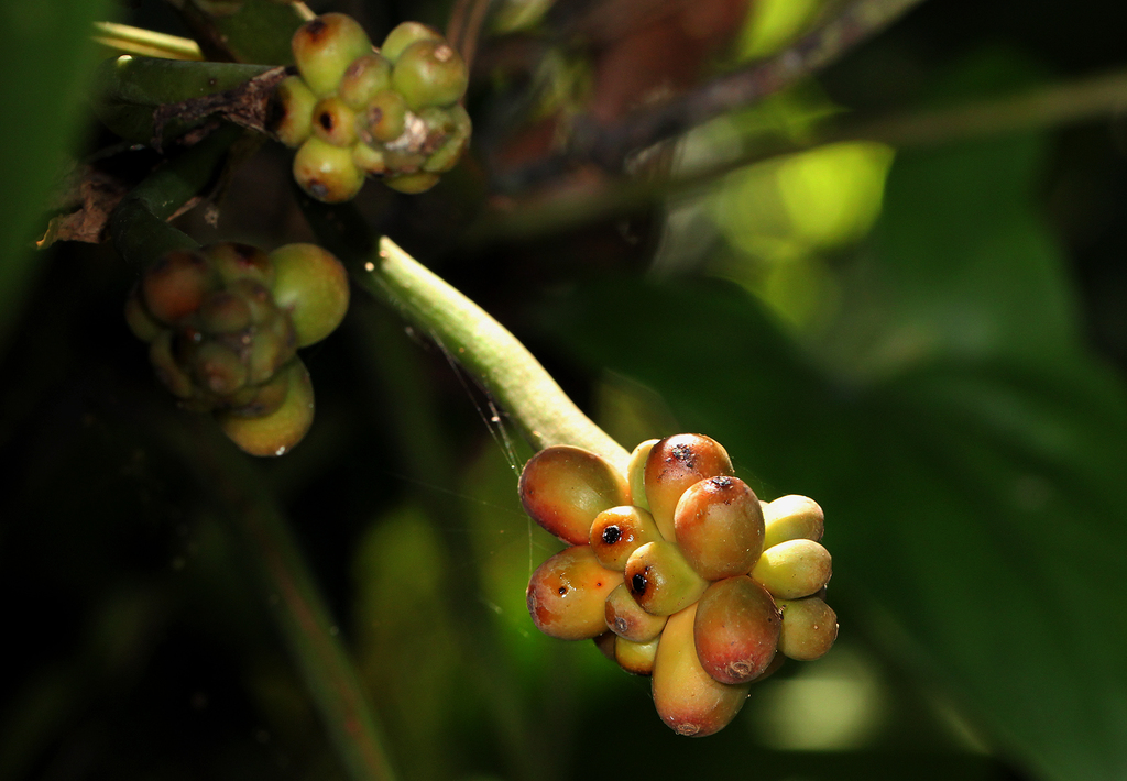 Genus Culcasia · iNaturalist