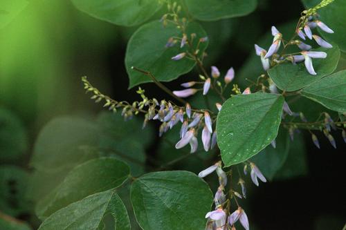 Sunhangia elegans, photograph 2