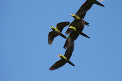 Rhynchopsitta terrisi