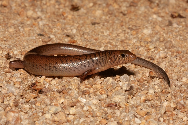 Black-Tailed Bar-Lipped Skink