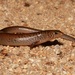 Glaphyromorphus nigricaudis - Photo (c) dhfischer, osa oikeuksista pidätetään (CC BY-NC), lähettänyt dhfischer