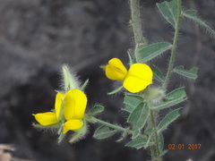 Crotalaria vestita