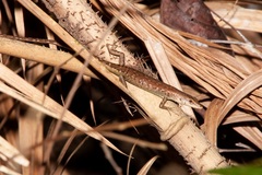 Emoia longicauda