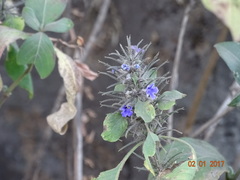 Haplanthodes verticillatus