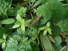 Haloragis erecta erecta