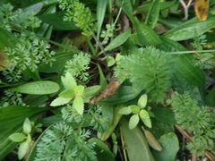 Haloragis erecta erecta