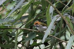 Abroscopus albogularis