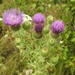 Cirsium serrulatum - Photo (c) Анна Мостовая, algunos derechos reservados (CC BY-NC), subido por Анна Мостовая
