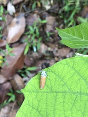 Bothrogonia ferruginea