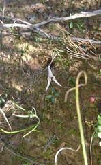 Disa biflora