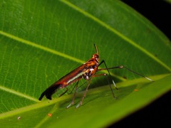 Miasa wallacei