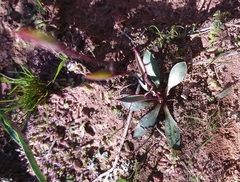 Disa biflora