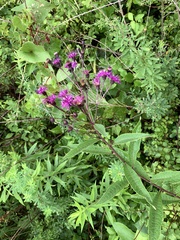 Vernonia glauca